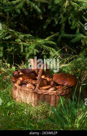 Panier en osier rempli de champignons fraîchement cueillis dans la forêt Banque D'Images