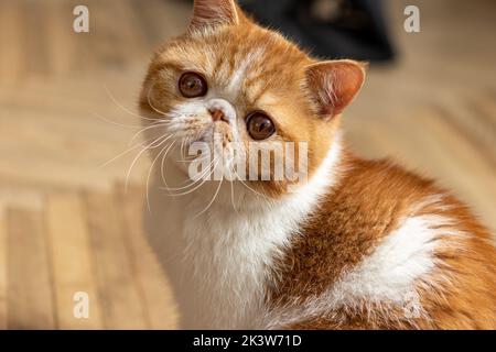 Un beau chaton de la race exotique de shorthair se trouve sur le fond marron de la maison. Couleur crème avec mise au point blanche et floue Banque D'Images