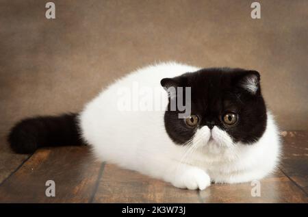 Un beau chat exotique de shorthair se trouve sur le fond marron du studio. Couleur noir et blanc Banque D'Images