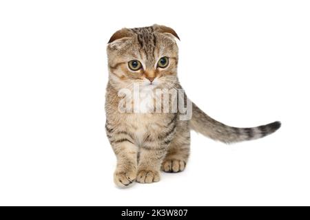 Chaton écossais à rayures, sur fond blanc. Banque D'Images