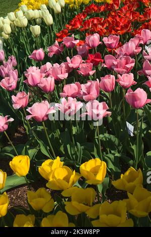 Un cliché vertical de magnifiques tulipes colorées qui poussent dans le champ Banque D'Images