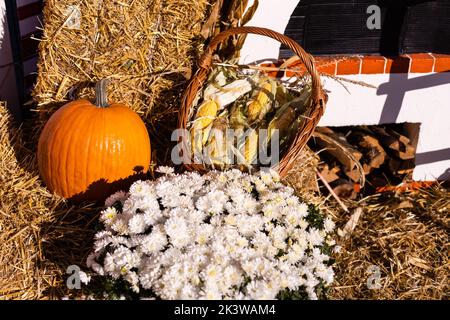 Citrouilles jaune et orange au salon. Citrouilles en paniers et en boîtes. Plusieurs citrouilles différentes à vendre. Concept d'automne, de récolte et de célébration Banque D'Images