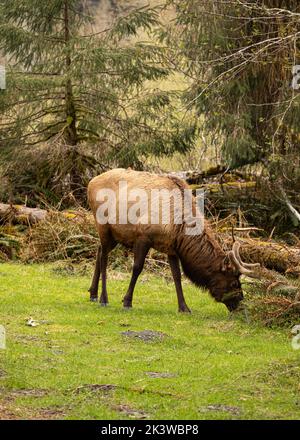 WA22090-00...WASHINGTON - Bull elk forgeant sur la nouvelle croissance au terrain de camping Hoh dans le Parc National Olympique. Banque D'Images