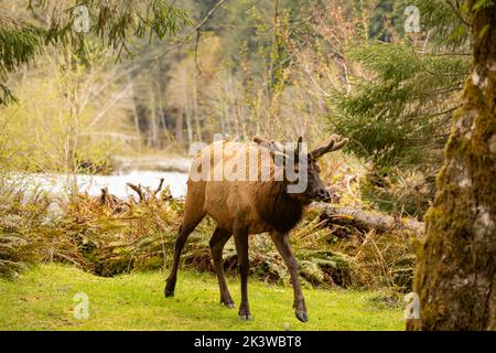 WA22091-00...WASHINGTON - Bull elk forgeant sur la nouvelle croissance au terrain de camping Hoh dans le Parc National Olympique. Banque D'Images