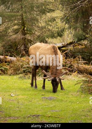 WA22092-00...WASHINGTON - Bull elk forgeant sur la nouvelle croissance au terrain de camping Hoh dans le Parc National Olympique. Banque D'Images