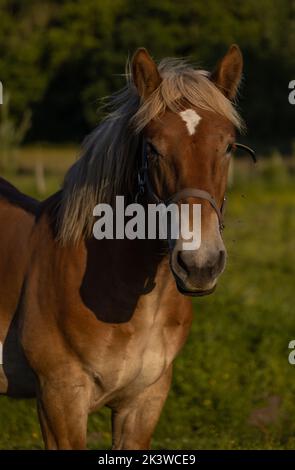 Un portrait d'un cheval américain belge Draft sur gazon, photo verticale Banque D'Images