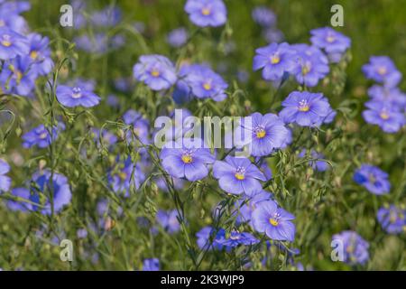 fleurs de lin bleu commun dans un jardin en été Banque D'Images