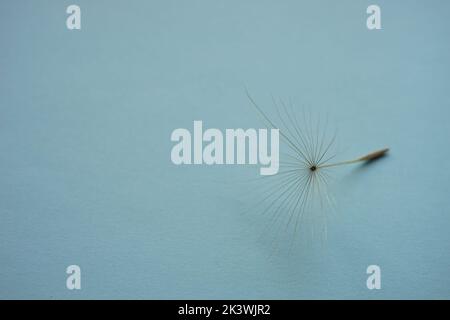 Graine de fleur de pissenlit tendre sur table bleue. Banque D'Images