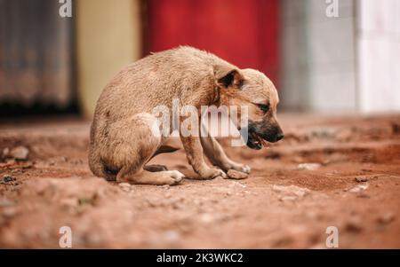 Petit chien de chiot brun errant mangeant des restes de viande de poulet dîner sur route poussiéreuse Banque D'Images