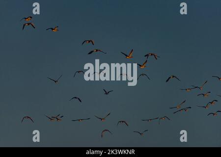 Oiseaux près des étangs moraves du sud près de la ville de Lednice en automne couleur matin Banque D'Images