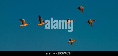 Oiseaux près des étangs moraves du sud près de la ville de Lednice en automne couleur matin Banque D'Images