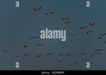 Oiseaux près des étangs moraves du sud près de la ville de Lednice en automne couleur matin Banque D'Images