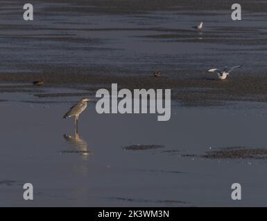 Oiseaux près des étangs moraves du sud près de la ville de Lednice en automne couleur matin Banque D'Images