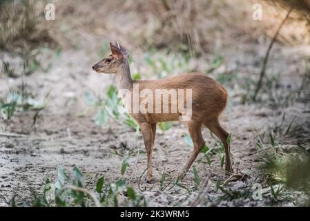 Cerf brun.Mato grosso Brésil Banque D'Images