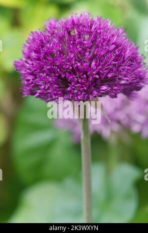 Une fleur d'oignon géant, autrement connue sous le nom d'allium giganteum ou d'oignon ornemental Banque D'Images