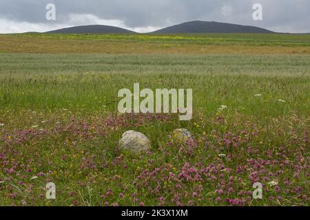 Deux pierres et deux collines incrustées dans un beau Machair, Berneray, Uist, Uist du Nord, Hebrides, Outer Hebrides, Îles de l'Ouest, Écosse Banque D'Images