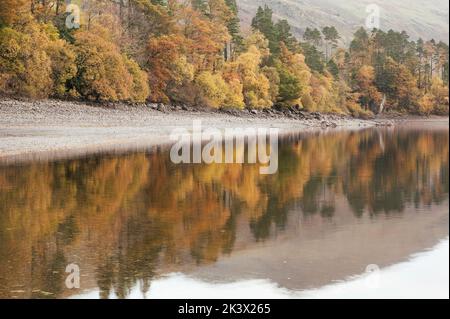 Réflexions de bois automnales dans le réservoir de Thirlmere, Cumbria. Banque D'Images