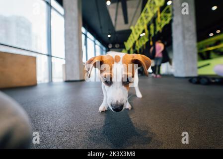 Joli petit Jack russell chien dans la salle de gym Banque D'Images