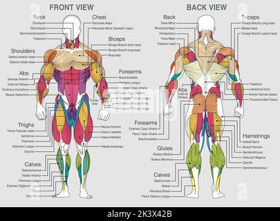 Le graphique montre l'emplacement des muscles du corps humain avec leurs noms sur fond gris. Image vectorielle Illustration de Vecteur