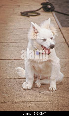 Bâillement de chiot blanc sur le quai - Jeune américain Eskimo-Spitz avec les yeux fermés et la bouche ouverte dans le grand bâillement Banque D'Images