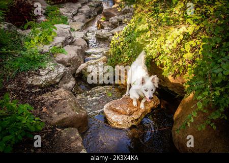 Petit chiot blanc avec des oreilles perky debout sur une roche dans un ruisseau rocheux coulant avec feuillage-américain Eskimo Dog Banque D'Images