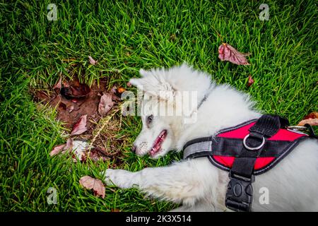 Le chiot Eskimo américain blanc en harnais rouge roule dans l'herbe et joue avec les feuilles d'automne Banque D'Images