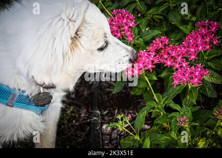 Chien chiot blanc avec harnais et étiquettes sent les fleurs roses à l'extérieur - gros plan Banque D'Images