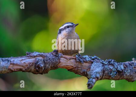 Un Nuthatch à poitrine rouge (Sitta canadensis) perché sur une branche Banque D'Images