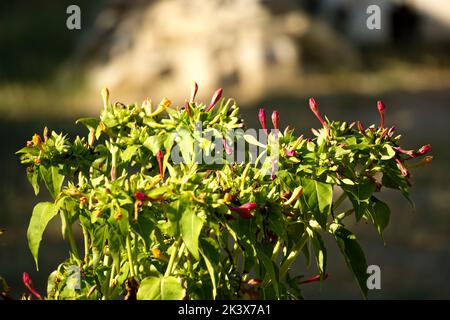 Un gros plan de la fleur mirabilis jalapa Banque D'Images