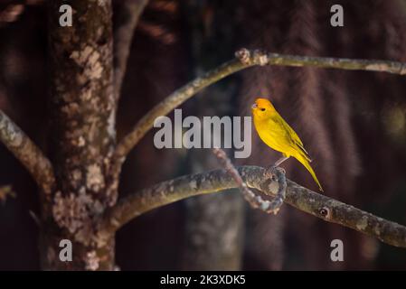 Sicalis flaveola, Saffron Finch, oiseau jaune sur branche d'arbre à Minas Gerais, Brésil. Banque D'Images