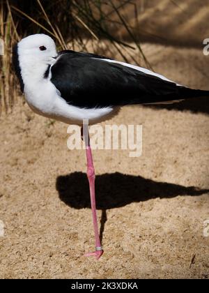 Magnifique superbe pilotis à ailes noires d'une beauté naturelle. Banque D'Images