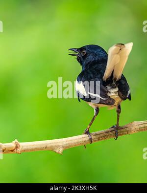 Magpie orientale chantant sur un arbre Banque D'Images