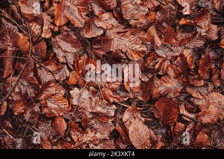 Un bouquet de feuilles d'automne sur le sol Banque D'Images