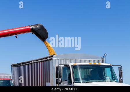 La moissonneuse-batteuse charge les grains de maïs dans le camion à grains pendant la saison de récolte. Concept de prix agricole, d'éthanol et de produits de base Banque D'Images