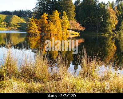 Matin d'automne au lac McLaren Falls avec feuillage de couleur dorée et reflets d'eau calme, Tauranga Nouvelle-Zélande Banque D'Images