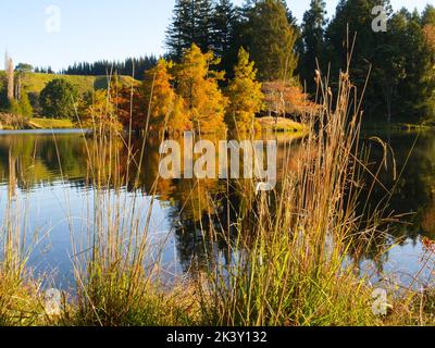 Matin d'automne au lac McLaren Falls avec feuillage de couleur dorée et reflets d'eau calme, Tauranga Nouvelle-Zélande Banque D'Images