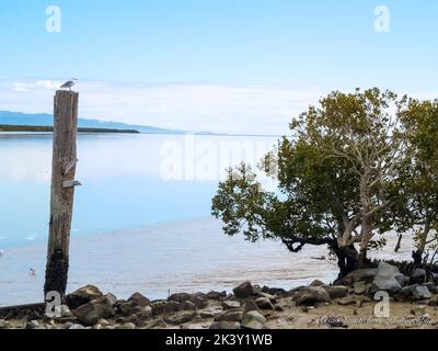 Ancien poste de jetée dans un port boueux peu profond avec bord rocailleux et mangrove Banque D'Images