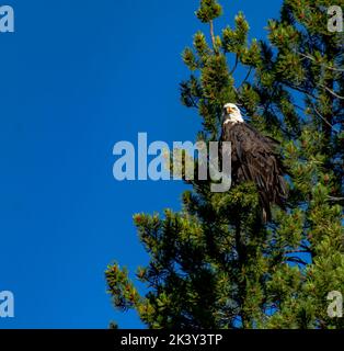 Un aigle à tête blanche américain qui perce sur un arbre à feuilles persistantes contre le ciel bleu dans le parc national de Yellowstone Banque D'Images