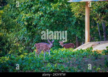 Les Deers tacherés ou les Deers de l'axe dans un parc de safari au Bangladesh Banque D'Images