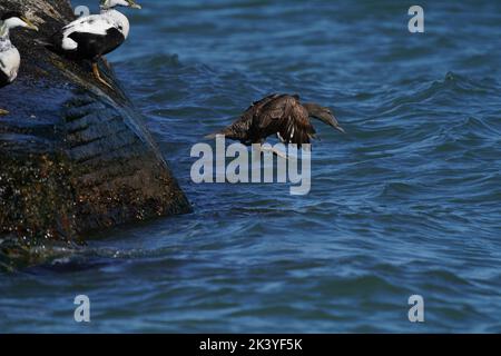 Le canard de plumes noires volant au-dessus de l'eau de mer, gros plan Banque D'Images