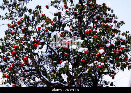 Arbre de fleurs. Feuilles de Rhododendron couvertes de neige, chutes de neige dans la région de Kumaon dans l'Himalaya, dans le nord de l'Inde Banque D'Images