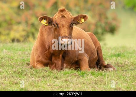 Gros plan d'une grande vache brune qui se pose sous le soleil d'automne. Face à l'avant avec un arrière-plan flou et coloré. Horizontale. Copier l'espace Banque D'Images