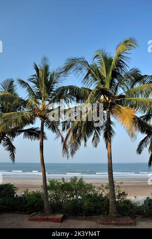 Paysage de mer avec des cocotiers dans le district de Karde Ratnagiri état Maharashtra Inde Banque D'Images