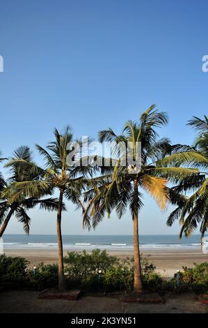 Paysage de mer avec des cocotiers dans le district de Karde Ratnagiri état Maharashtra Inde Banque D'Images