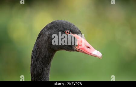 Gros plan Portrait d'un cygne noir, Cygnus atratus, avec bec rouge sur fond neutre et flou Banque D'Images