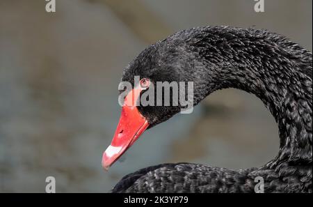 Gros plan Portrait d'un cygne noir, Cygnus atratus, avec bec rouge sur fond neutre et flou Banque D'Images