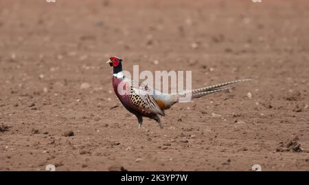 Mâle Ringneck Pheasant Nom scientifique Phasianus colchicus debout dans un champ d'herbe Banque D'Images