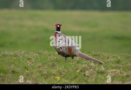 Mâle Ringneck Pheasant Nom scientifique Phasianus colchicus debout dans un champ d'herbe Banque D'Images