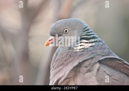 Close up of common wood pigeon Banque D'Images