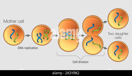 Le graphique montre en 5 étapes la division d'une cellule et la duplication du noyau. Image vectorielle Illustration de Vecteur